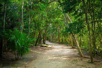 Ancient mayan pyramids Nohoch Mul in Coba