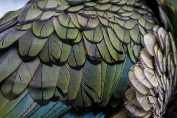 Close up of the feathers of a Kea Parrot bird in New Zealand