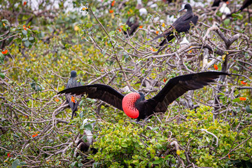 Magnificent frigate bird in natural habitat in Belize
