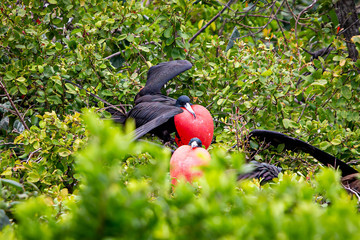 Magnificent frigate bird in natural habitat in Belize
