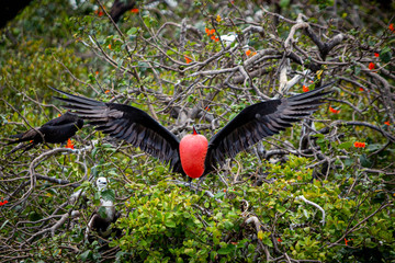 Magnificent frigate bird in natural habitat in Belize