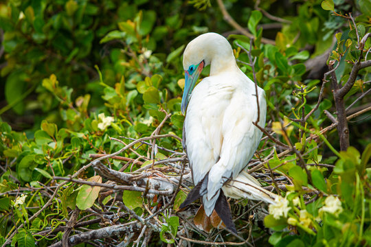 Red-footed booby Sula sula bird in natral habitat