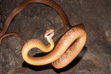Brown Tree Snake striking