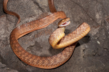 Brown Tree Snake