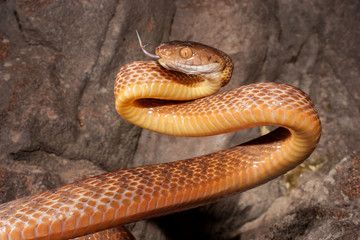 Brown Tree Snake