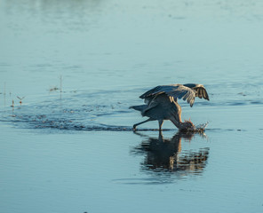 Active Reddish Egret fishing shallow marsh water