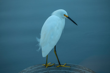 Snowy Egret at Merrit Island National Wildlife Refuge, Florida