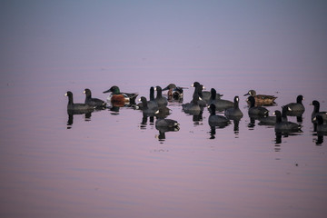 Fototapeta na wymiar Wintering Coots and ducks at dusk. Merrit Island National Wildlife Refuge, Florida