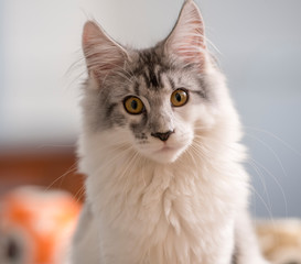Female juvenile Maine Coon Cat