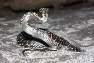 Fototapeta premium Broad-headed Snake