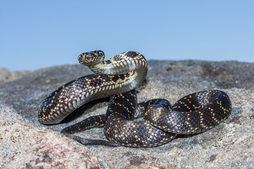 Broad-headed Snake