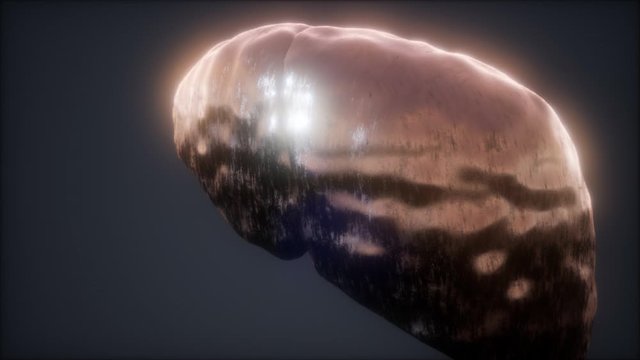 loop 3d rendered medically accurate animation of the human liver