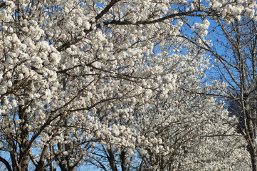 tree in blossom