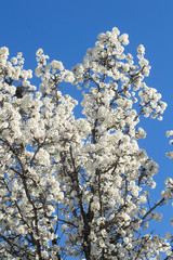 tree white blooms on branchs