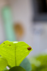Close-up of ladybug on a green leaf