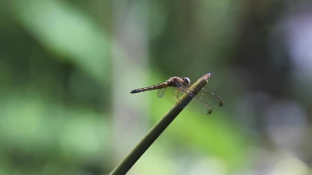 Perched Dragonfly 