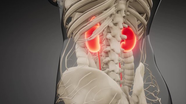 3d rendered medically accurate illustration of the kidneys
