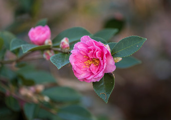 flowers of camellia sasanqua