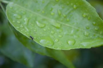 Close-up of dew on the leaf, and small insect on it