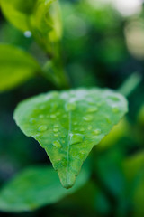 Close-up of dew on the leaf
