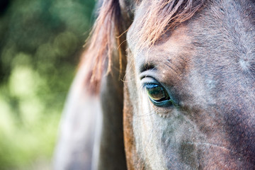 portrait of brown horse