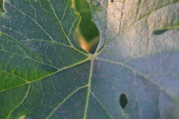 hojas de parra en atardecer