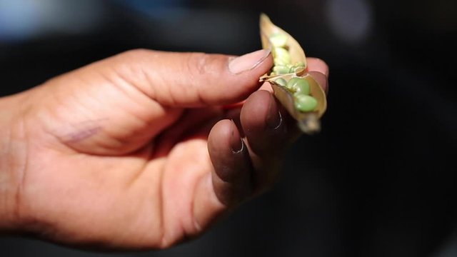 Seed Harvesting