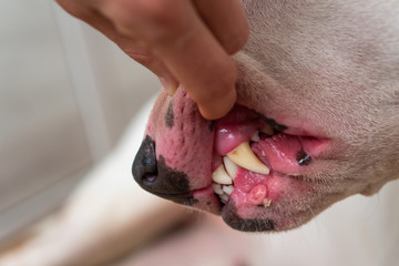 Dental check of teeth of white bull terrier