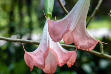 Angel's trumpet