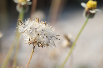 Close up of dandelion in field