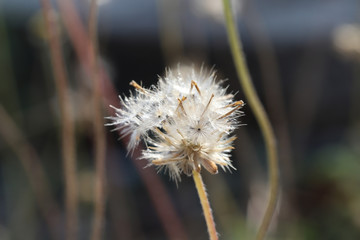 Close up of dandelion in field