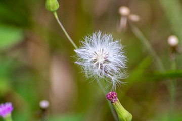 White flowers