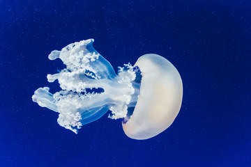 Naklejka na ściany i meble Jellyfish floating and flowing transparently in a fishbowl.