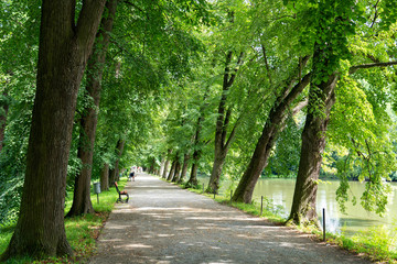 Fototapeta premium Green road