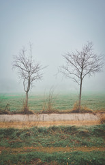 Landscape with trees without leaves on the fog