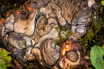 Old tree stump