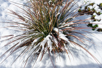 Top view of a red yucca with snow.