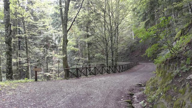 Campigna -  parco delle foreste casentinesi