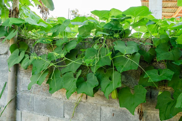 Christophine Vine On Wall