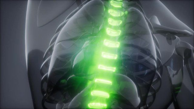backache in backbone. science anatomy scan of human spine bones glowing