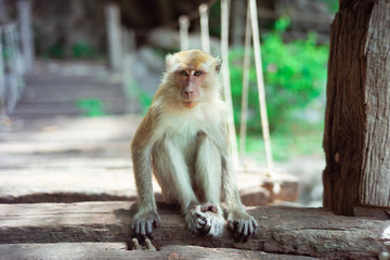 Fototapeta premium Monkey family , long-tailed macaque , Crab-eating macaque on the hilltop in South,Thailand,south East Asia