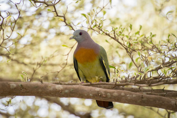 Pink necked green pigeon, Penang, Malaysia