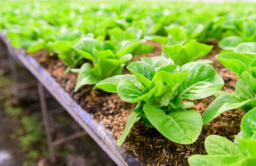 fresh green​ cos lettuce in organic farm.