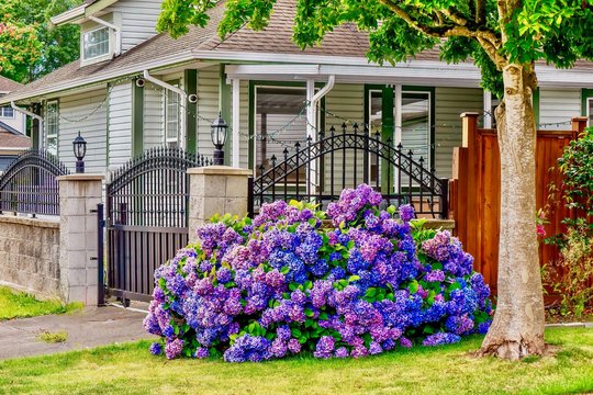 Street view of beautiful blue, purple, and pink hydrangea flowers blooming in a suburban neighborhood on a summer day, near Vancouver, Canada.