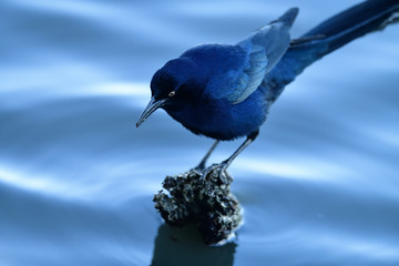 Great-tailed grackle