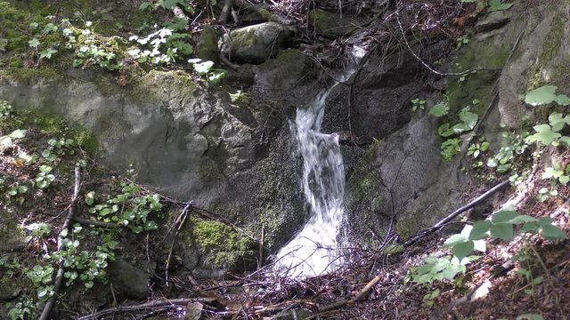 Campigna -  parco delle foreste casentinesi