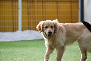 Happy puppies in a private playground