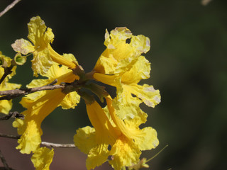Yellow flowers found directly in the wild