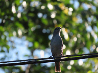 Sunlit bird. Bird on a wire.