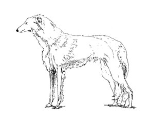 dog isolated on white background